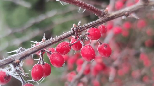 Подарок зимы#стихи #стихидлядуши #стихиожизни #стихиоприроде #стихиозиме #зима