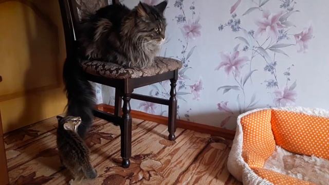 ДАЛЬНЕВОСТОЧНЫЙ КОТ ПОЗНАКОМИЛСЯ С БОЛЬШИМ МЕЙН-КУНОМ день 2 смотреть онлайн