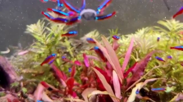 8 Most Popular Neon Tetras Varieties – Types of Neon Tetra 2021 смотреть онлайн