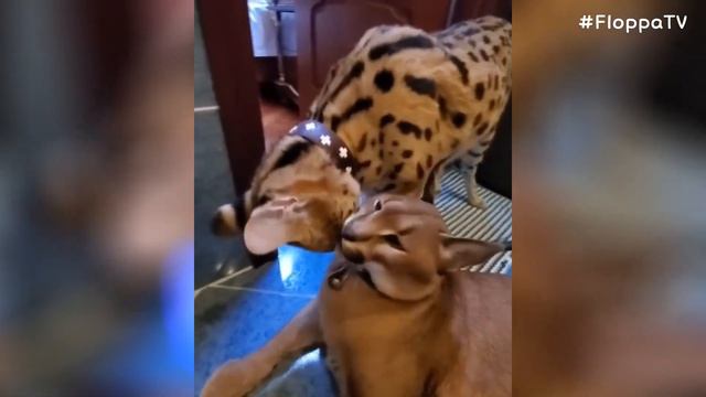 Owner Breaks up Fighting : Floppa Adolf & Sogga Myxa смотреть онлайн
