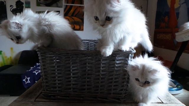 British Longhair Black Chinchilla 2 months смотреть онлайн