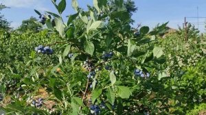 Голубика Блюрей