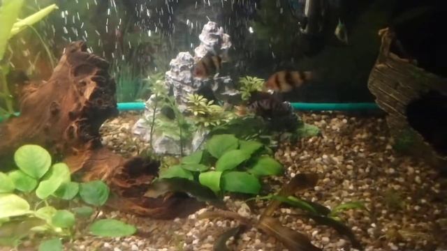 Чёрный барбус против цихлазомы чернополосой смотреть онлайн