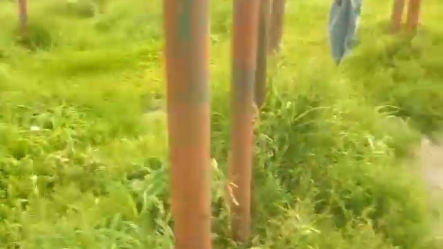 моя бабушка делает шпагат смотреть онлайн