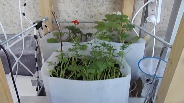 Петрушка, щавель, герани спустя 2 недели на стеллаже. смотреть онлайн