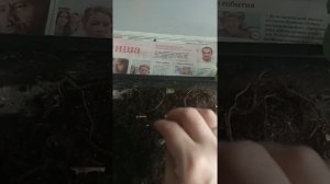 Наращивание корней хамедорейе во мхе. Часть 1:корни сгнили