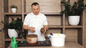 Как вырастить зелень свёклы зимой на подоконнике