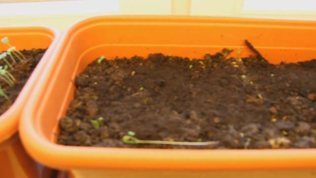 Как вырастить петрушку на подоконнике: мой опыт смотреть онлайн