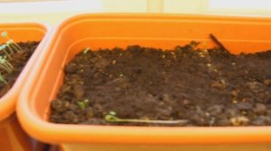 Как вырастить петрушку на подоконнике: мой опыт