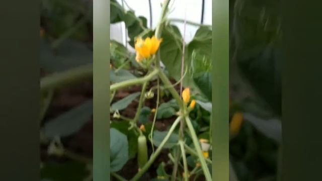 Армянские огурцы в Башкортостане(огурдыня или վարունգ)Сорт Тартарелло, Абруззе смотреть онлайн