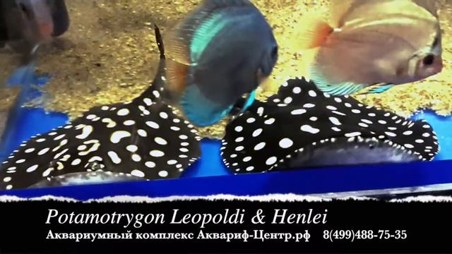 Potamotrygon Leopoldi & Henlei смотреть онлайн