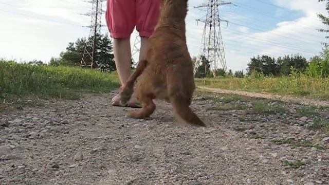 Ирландский терьер. Irish terrier. Послушание. смотреть онлайн
