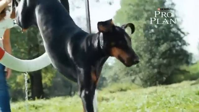 Уход за собаками крупных пород -- специалист Purina смотреть онлайн