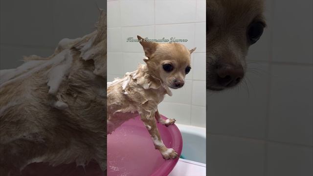 БАННЫЙ ДЕНЬ ЧИХУАХУА смотреть онлайн