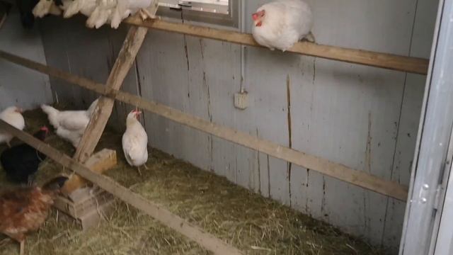 POLLAIO COIBENTATO PER GALLINE OVAIOLE смотреть онлайн
