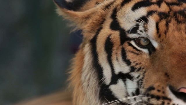 This Is How Crocodile Kill Tigers | Crocodile vs Tiger смотреть онлайн