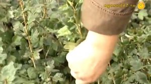 Крыжовники "Радужный" и Консул, почти на отлично!