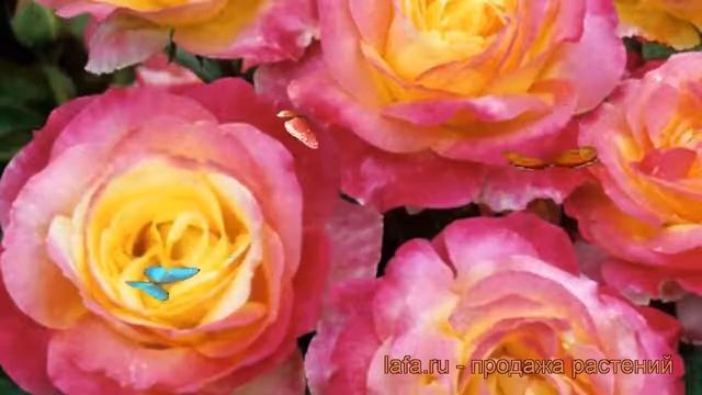 Роза флорибунда Шейлас Парфюм ? роза Шейлас Парфюм обзор: как сажать саженцы розы Шейлас Парфюм смотреть онлайн