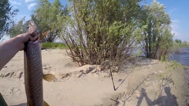 Щука и окунь на спиннинг рыбалка/Ice fishing pike from siberia смотреть онлайн