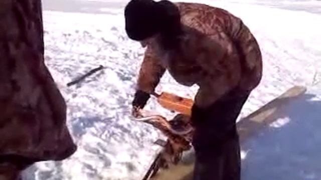 Пилим лед! гигантская шина на пиле смотреть онлайн