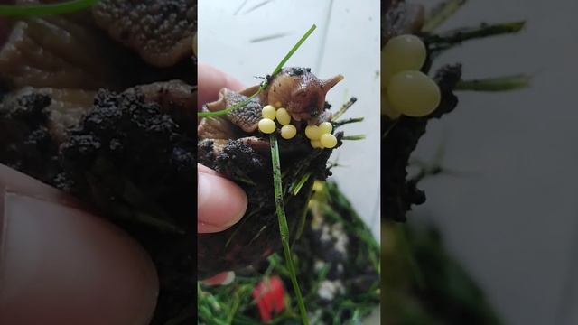 Первая кладка от Ахатин