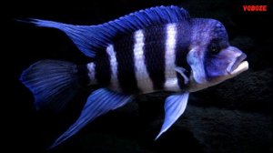 Цихлида Фронтоза - лобастая красота в аквариуме. Содержание Фронтозы, разведение и чем кормить