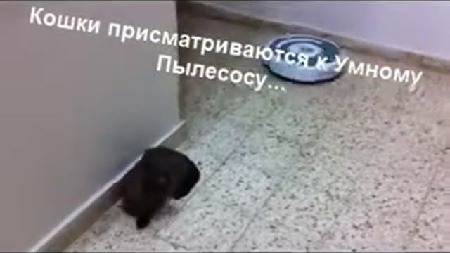 Умный  Пылесос! Появился в доме?