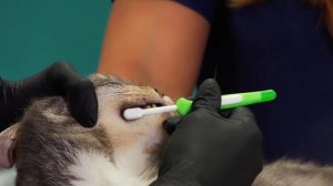Как чистить зубы кошке