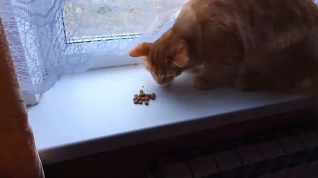 Барсик играет с мешочком и кушает сухой корм смотреть онлайн