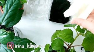 Аспарагус из семян. Сею семена в землю.