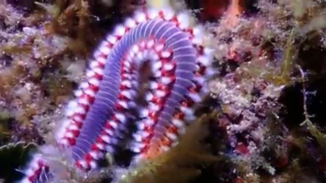 Необычное Живое Существо Увидели Люди, Гулявшие по Побережью Вблизи Лос-Анджелеса смотреть онлайн