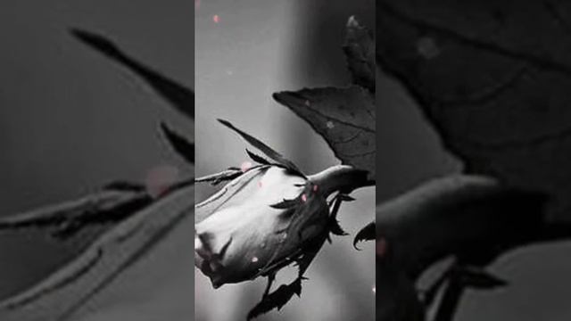 Внезапный Вирус стих стих о жизни стихи о любви смотреть онлайн