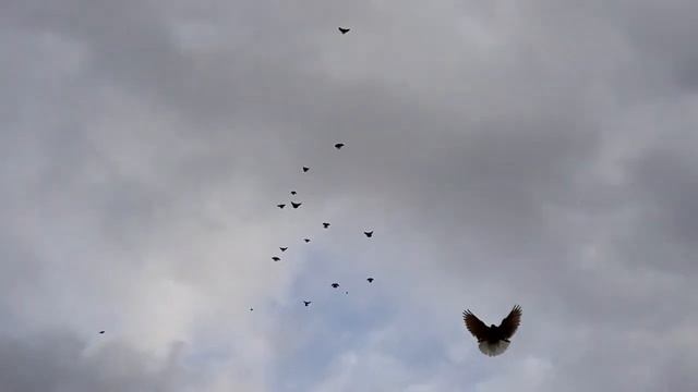 Николаевские голуби! Продолжаем гонять! смотреть онлайн