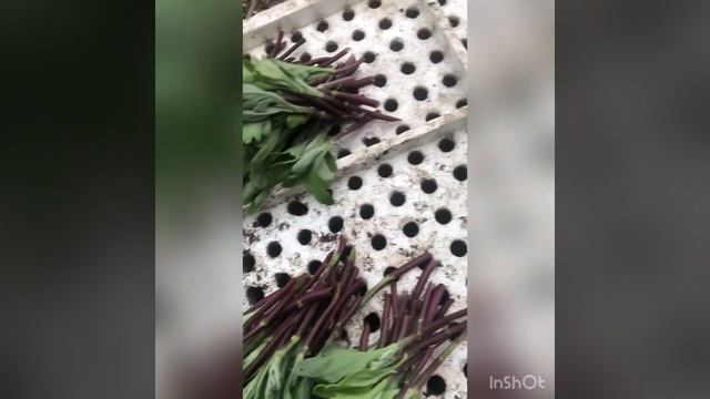 #рассада #черенкование #цветы #краснодар #хризантема смотреть онлайн