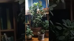 Фикус Мокламе содержание и уход/ как ухаживать за фикусом / фикус Мокламе уход в домашних условиях