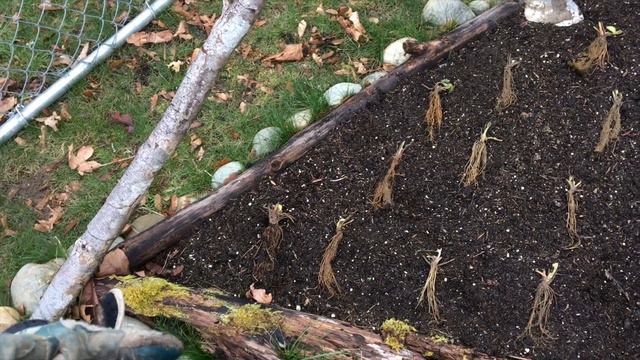Planting Bare Root Strawberry Plants смотреть онлайн