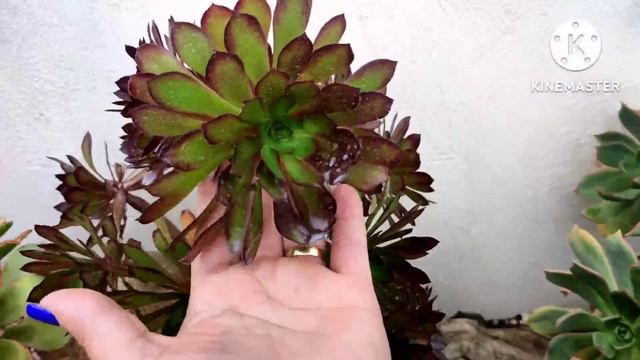 5 - DICAS INFALÍVEL PARA TE AJUDAR A TER SUCESSO NO CULTIVO DAS SUCULENTAS | JO BELA FLOR. смотреть онлайн