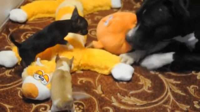 Купить мини мальчика чихуахуа недорого смотреть онлайн