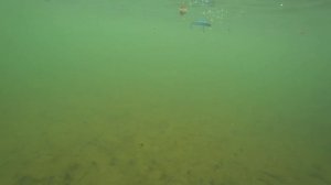 Игра TsuYoki Miser 95F. Подводные съемки. Underwater