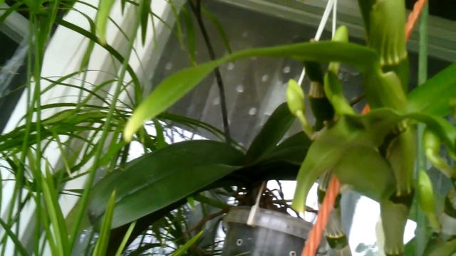 Дендробиум...вот-вот зацветёт смотреть онлайн