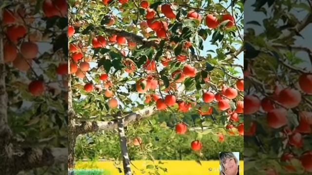 #яблочныйспас#преображениегосподне смотреть онлайн