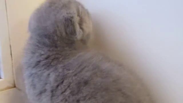 голубой вислоухий котенок смотреть онлайн
