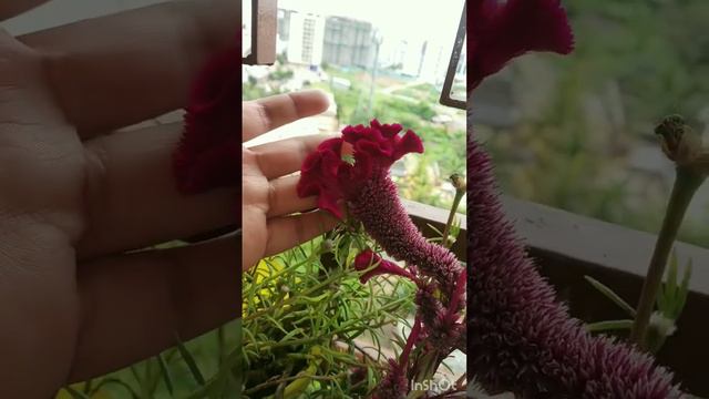 Celosia flower, cockscomb flower😍 Velvet flower look at the color #celosia #cockscomb смотреть онлайн