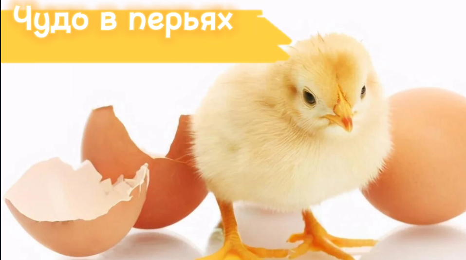 Чудо в перьях смотреть онлайн