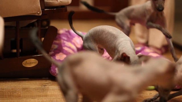 Щенки ксоло.. Для тех, кто хоть что-то тут разберет))) смотреть онлайн