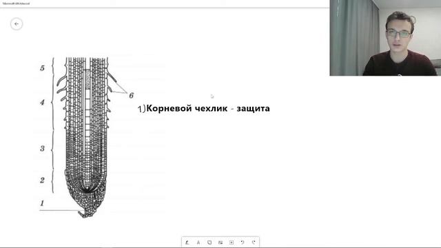 Строение корня | Типы корней | Типы корневых систем ЕГЭ смотреть онлайн