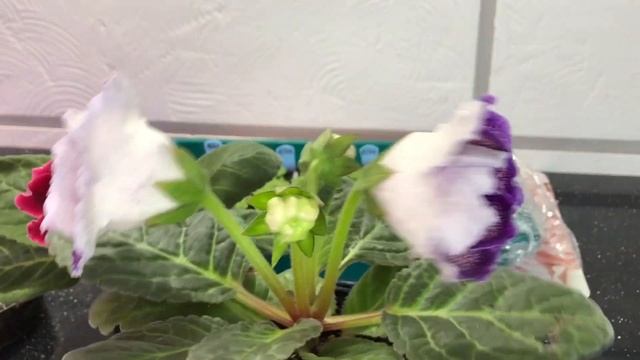 ВЫРАЩИВАТЬ ГЛОКСИНИИ ИЗ СЕМЯН ЛЕГКО! смотреть онлайн