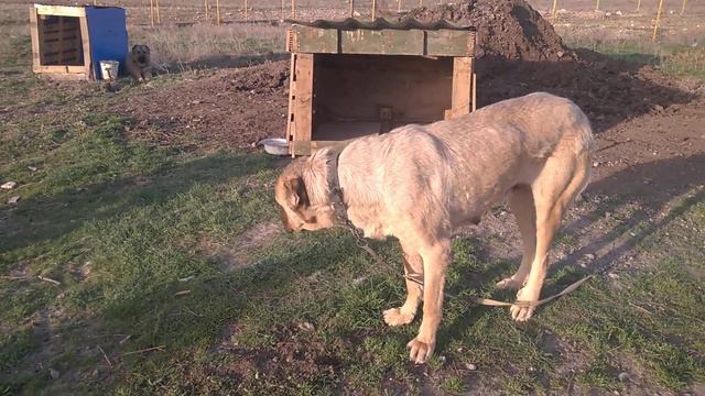 Армянский Гампр смотреть онлайн