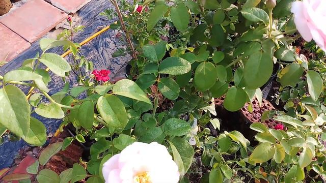 Hoa hồng Billet doux rose( hoa hồng Pháp) смотреть онлайн