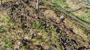 Карака Блэк ежевика отвечаю на вопросы